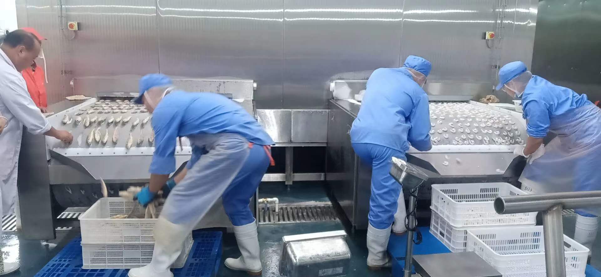 Congelador de túnel de banda sólida
